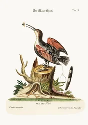 De Muurkruiper of Spinnenvanger